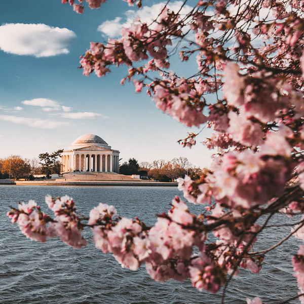 5 Day Capital in Bloom: D.C. Cherry Blossom Escape